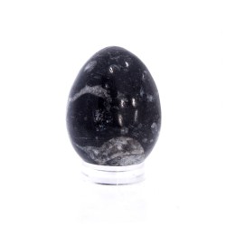 Ou Ortoceras – Fosila Ancestrala cu Energie de Stabilitate si Evolutie