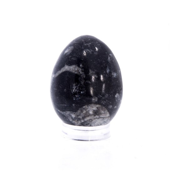 Ou Ortoceras – Fosila Ancestrala cu Energie de Stabilitate si Evolutie