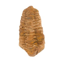 Trilobit Fosila – Conectare cu Energia Primordiala a Pamantului