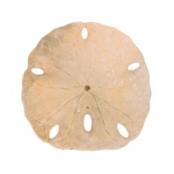 Sand Dollar – Simbolul Pacii Interioare si al Protectiei Oceanice