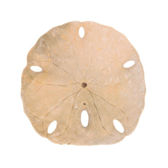 Sand Dollar – Simbolul Pacii Interioare si al Protectiei Oceanice