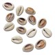 Buzios Divinatory Shells