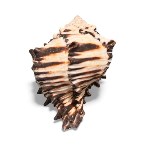 Scoică Protecție – Scut Energetic Natural