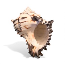 Scoică Protecție – Scut Energetic Natural