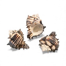 Scoică Protecție – Scut Energetic Natural