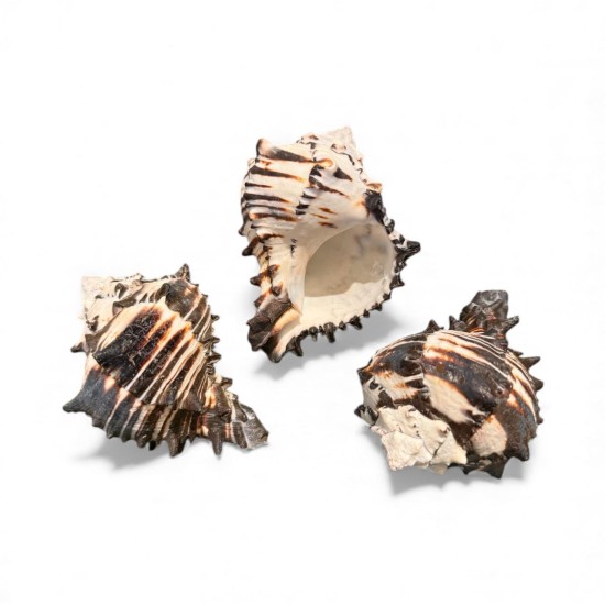 Scoică Protecție – Scut Energetic Natural