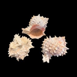 Scoica Venus – Instrument Ritualic pentru Energie Feminină