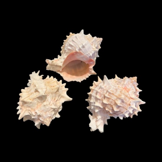 Scoica Venus – Instrument Ritualic pentru Energie Feminină