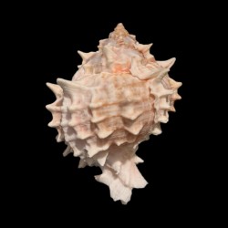 Scoica Venus – Instrument Ritualic pentru Energie Feminină