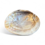 Scoică sidefată (Mother of Pearl) – Protecție și Vindecare 15cm