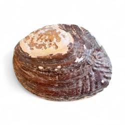 Scoică sidefată (Mother of Pearl) – Protecție și Vindecare 15cm