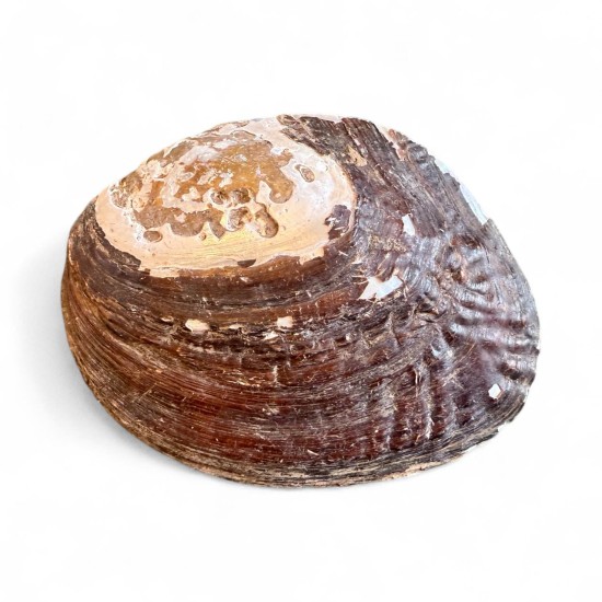 Scoică sidefată (Mother of Pearl) – Protecție și Vindecare 15cm
