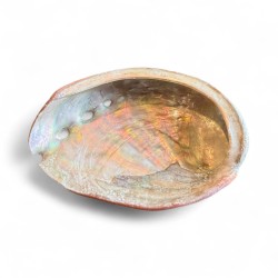 Scoica Abalone 7cm