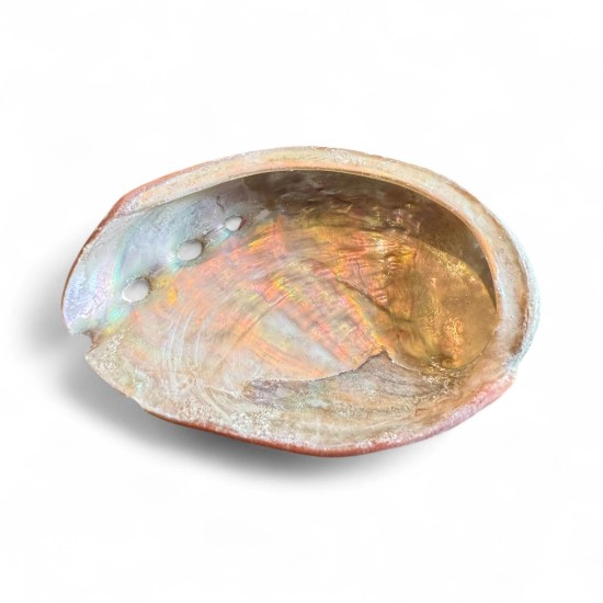 Scoica Abalone 7cm