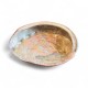 Scoica Abalone 7cm