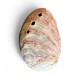 Scoica Abalone 7cm