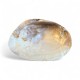 Scoică sidefată (Mother of Pearl) – Protecție și Vindecare 18cm