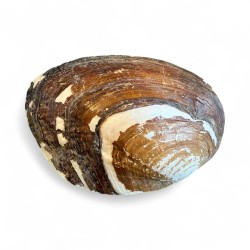 Scoică sidefată (Mother of Pearl) – Protecție și Vindecare 18cm
