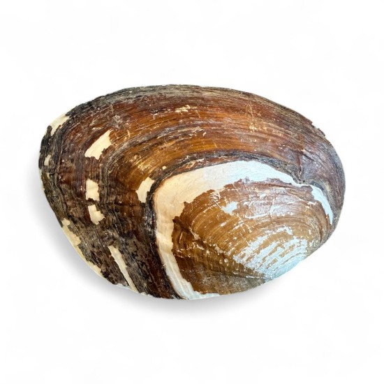 Scoică sidefată (Mother of Pearl) – Protecție și Vindecare 18cm