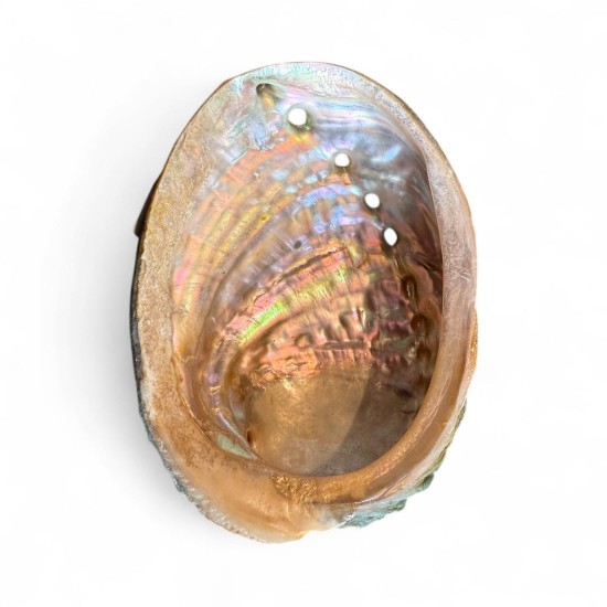 Scoică Abalone 11cm