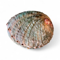 Scoică Abalone 11cm