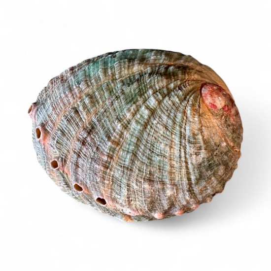 Scoică Abalone 11cm