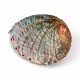 Scoică Abalone 11cm