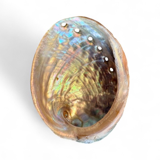 Scoica Abalone 9cm